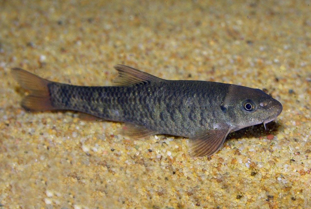 Garra_Rufa