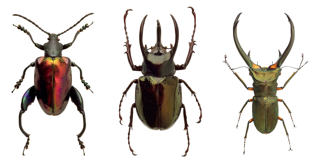 beetles-1498452_1280